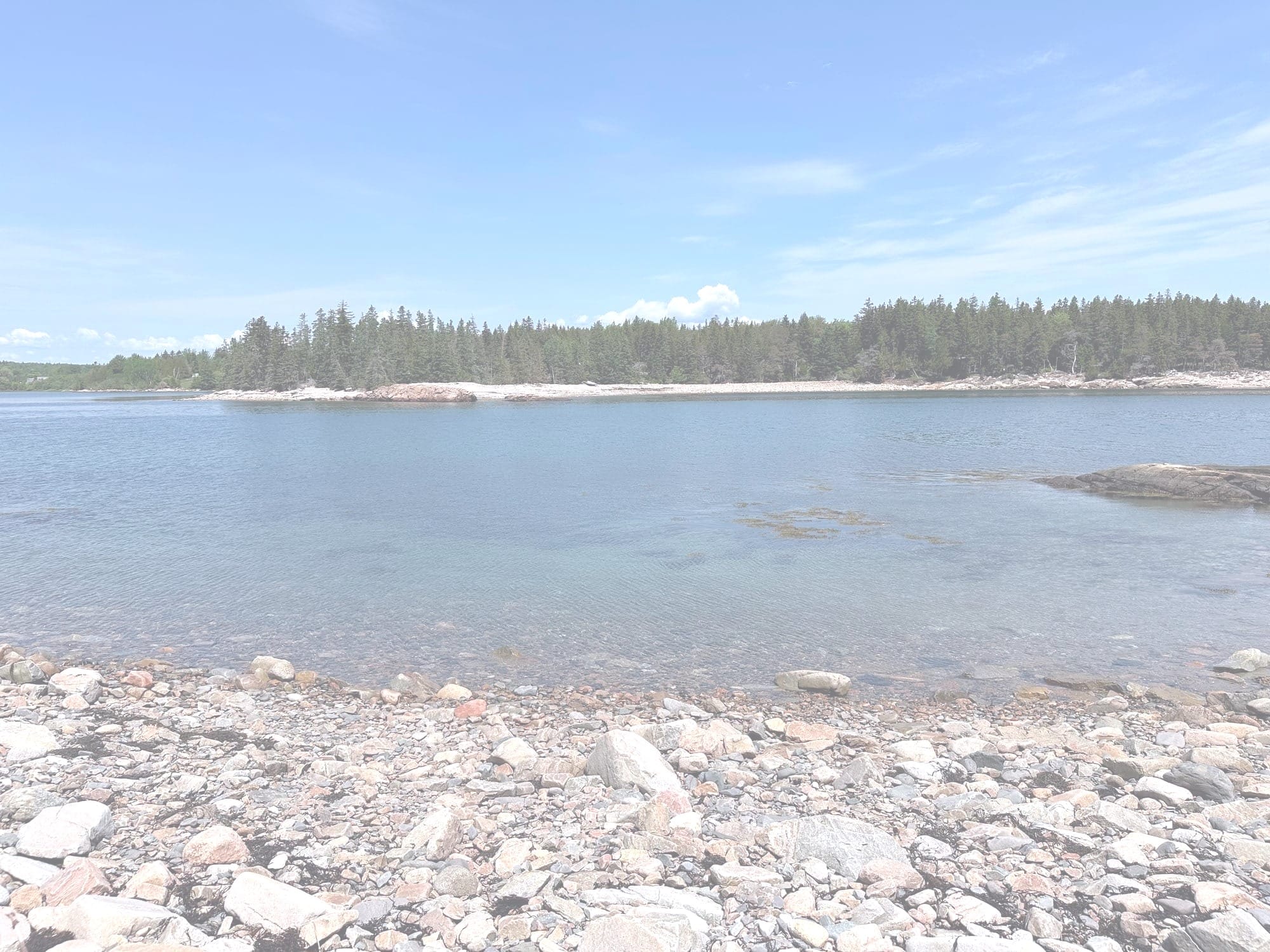 Wild Rose Maine