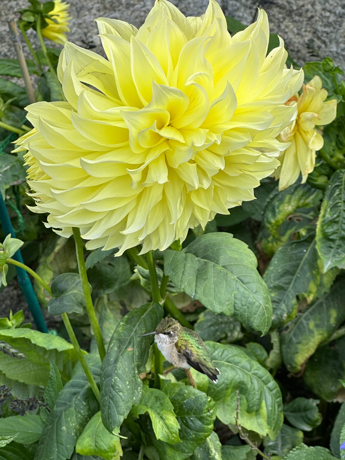 Where Do The Bar Harbor Hummingbirds Go For The Winter?