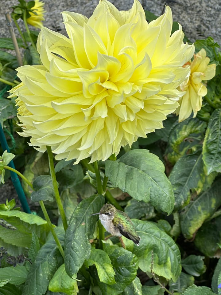 Where Do The Bar Harbor Hummingbirds Go For The Winter?